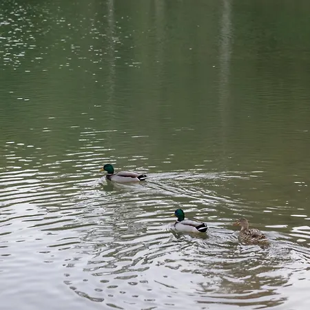 With Large Terrace, Swimming Pool And Areas, Next To Puerto Banus Lägenhet Marbella